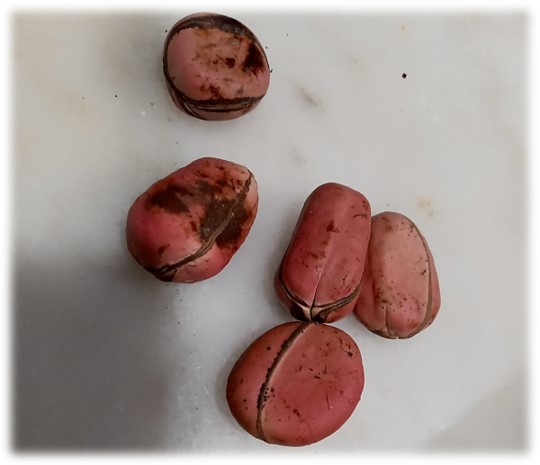 Kola Nut